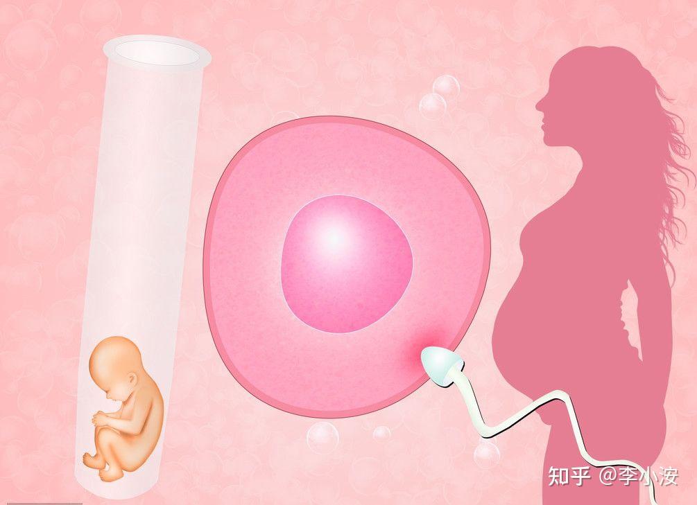试管婴儿取卵全过程解析 (试管婴儿取卵时疼吗)