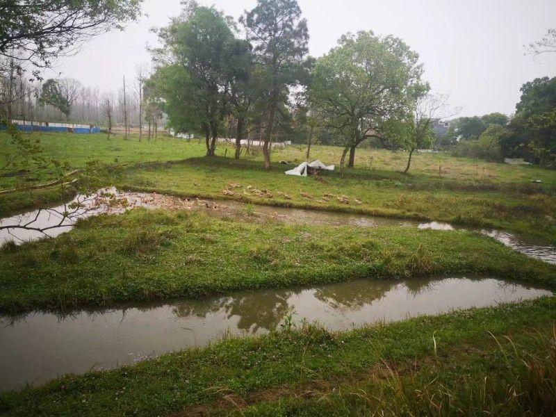 这里几乎每村都有株百岁老樟,散布着数不清的溪塘