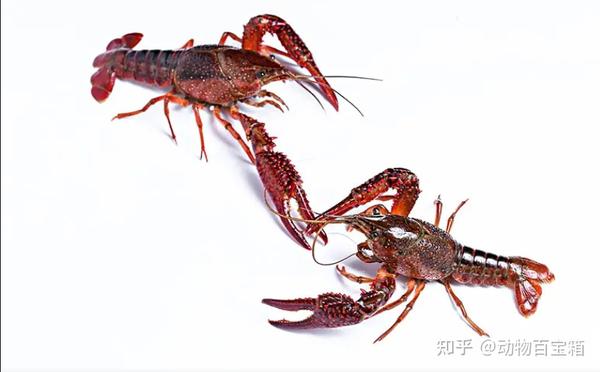 原来龙虾不是只有大小之分！小龙虾、龙虾、蝲蛄你都分得清吗 ？ - 知乎