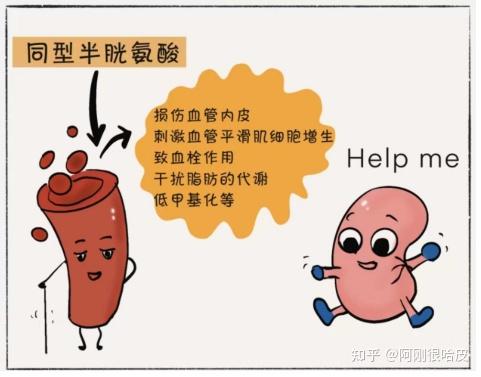 什么是高同血症？健康风险的重要指标！ - 知乎