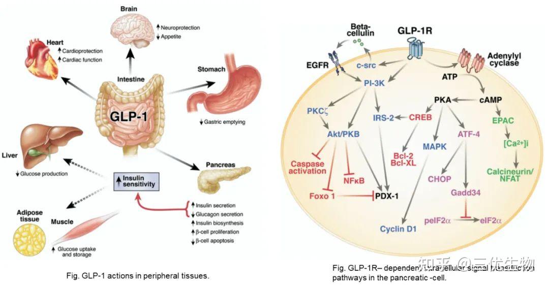 三优药讯｜降糖又减肥，一文了解司美格鲁肽等明星药物 - 知乎