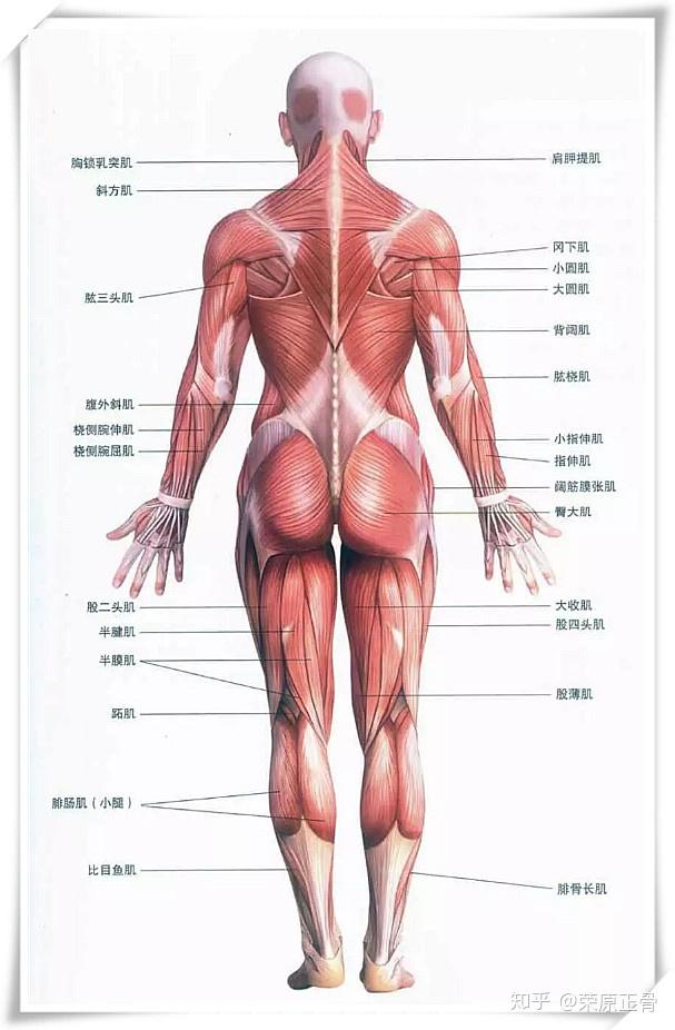 背部肌肉分布图图片