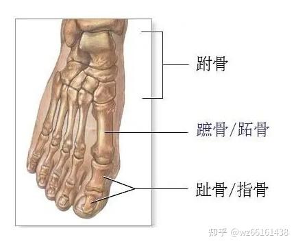 跑步知识之足部骨骼