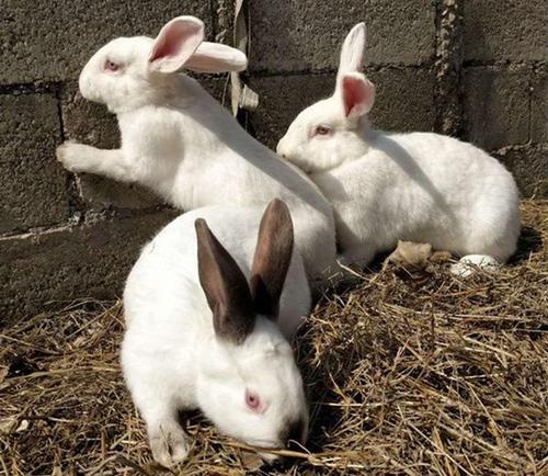 v2-9aafb1f01ee38338782c68948c21bfbc_1440w.jpg?source=172ae18b