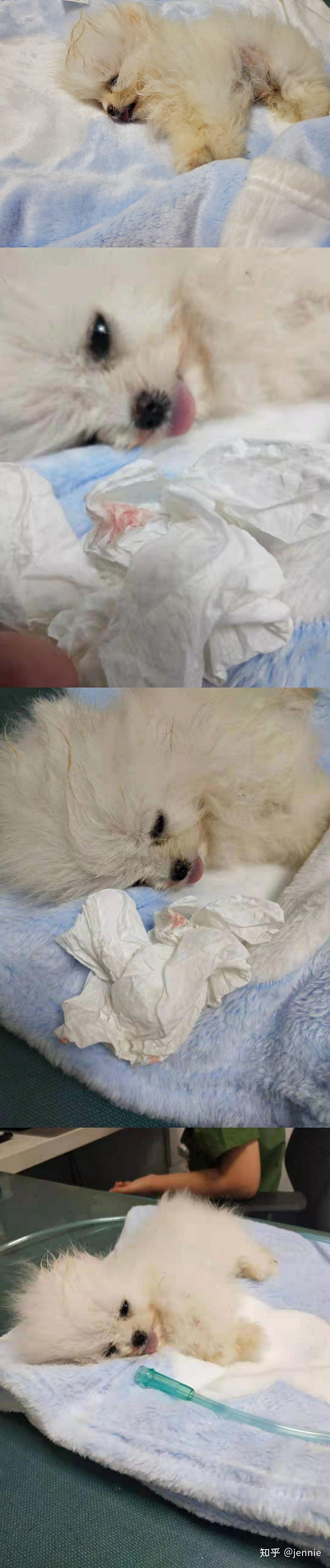 快手宏盛博美直播间卖病狗接到狗狗不到9小时死亡卖家拒绝承担责任