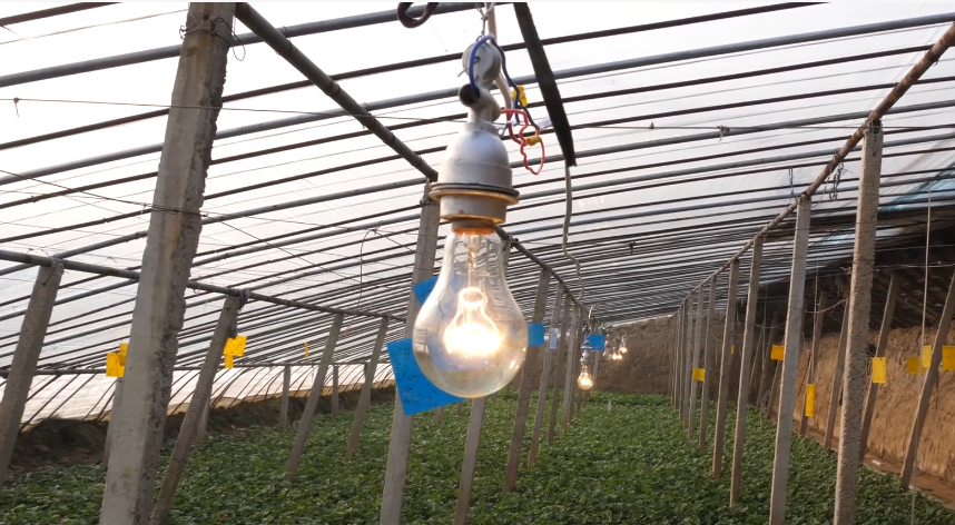 冬天大棚增温方法多哪种方法最实用农户快来看看吧