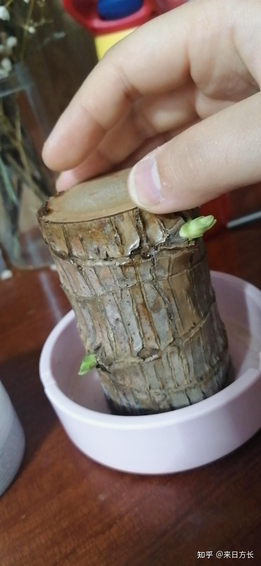 我想问问养巴西木的,有没有养出芽的? - 知乎