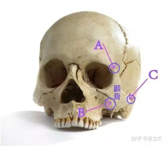 颧骨岩部图片