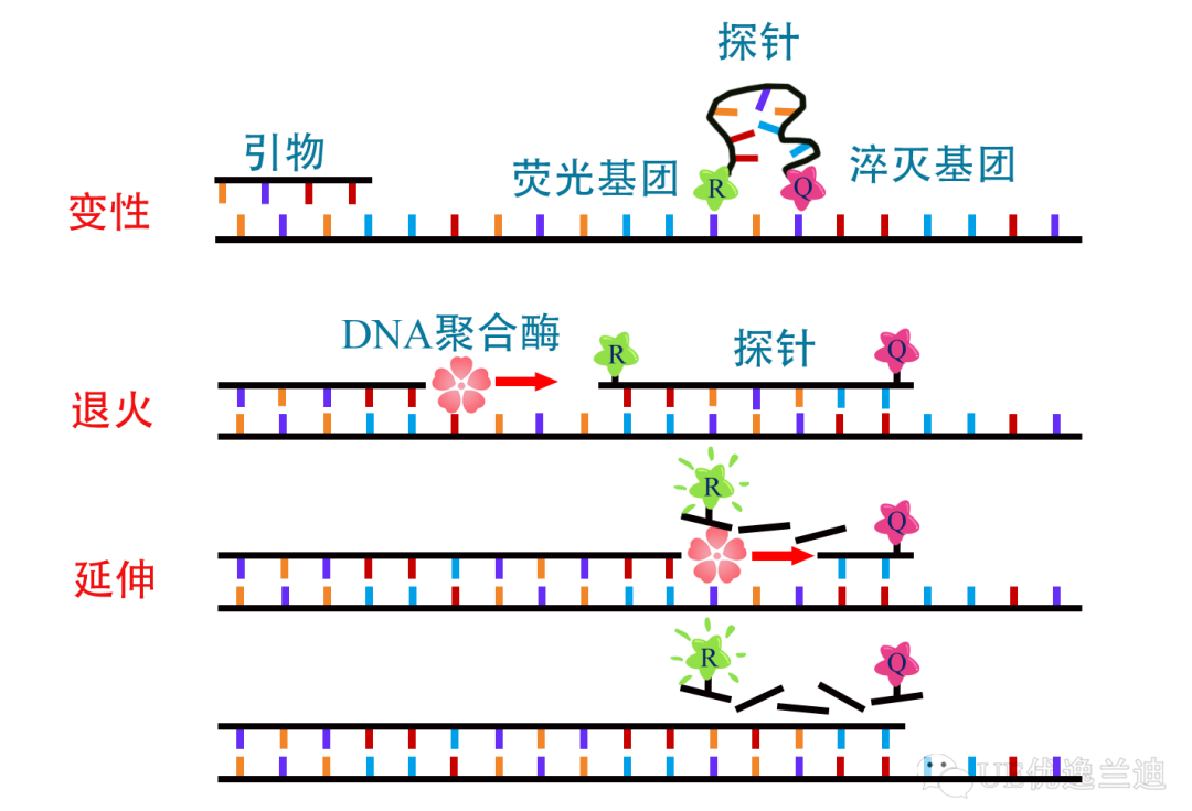 ue提供高品质荧光探针原料 助力新冠核酸检测 - 知乎