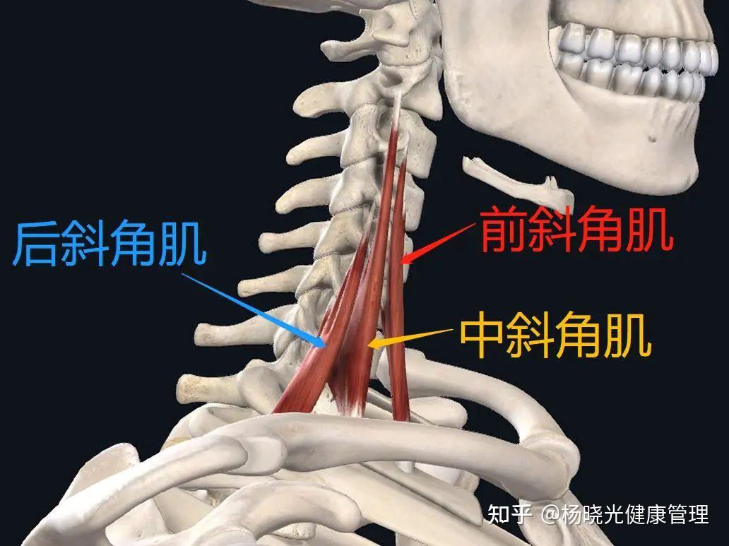 斜角肌间隙及通过结构图片