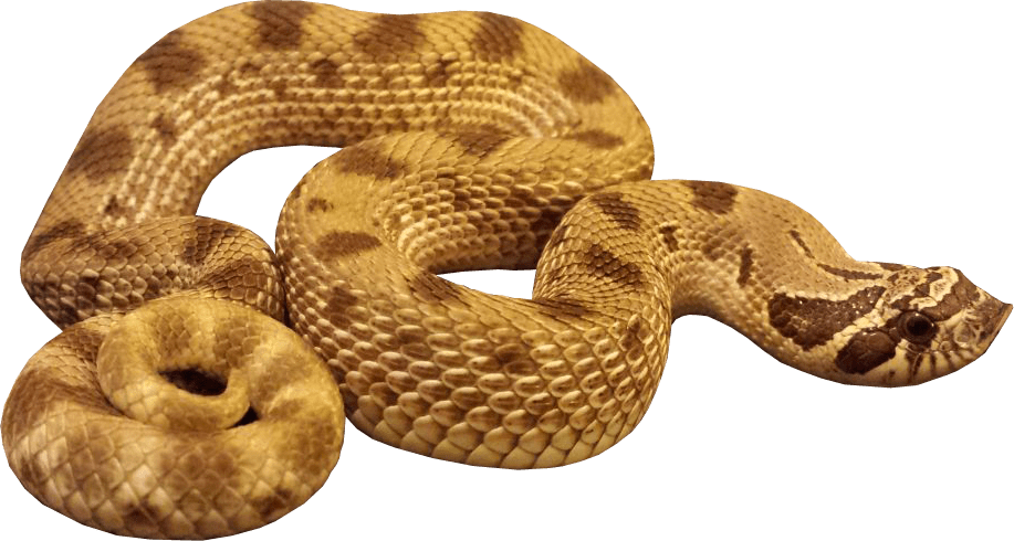 相亲相爱的一家人anacondajupyter