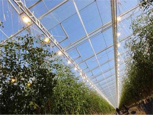 番茄在温室种植中采用荷兰温室补光经验 知乎 番茄在温室种植中采用荷兰温室补光经验 知乎
