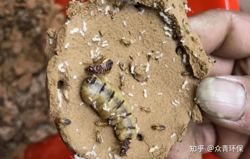 教您如何找白蚁巢 - 知乎