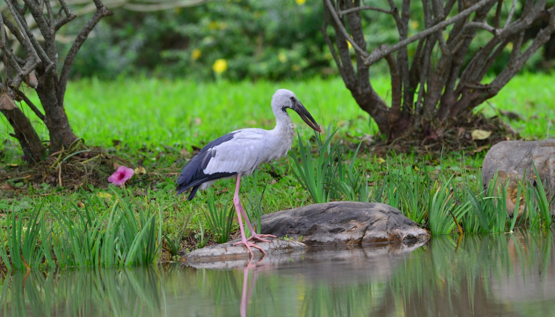 长着钳子般大嘴的——钳嘴鹳 - 知乎