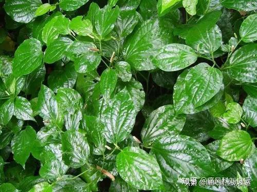 艾草可以治疗痛风?相比之下,蒌叶降尿酸可能更靠谱 - 知乎
