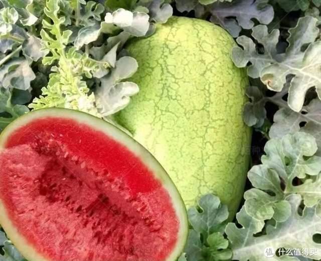 你,真的会吃瓜吗?市售西瓜品种大起底,这种西瓜才是yyds
