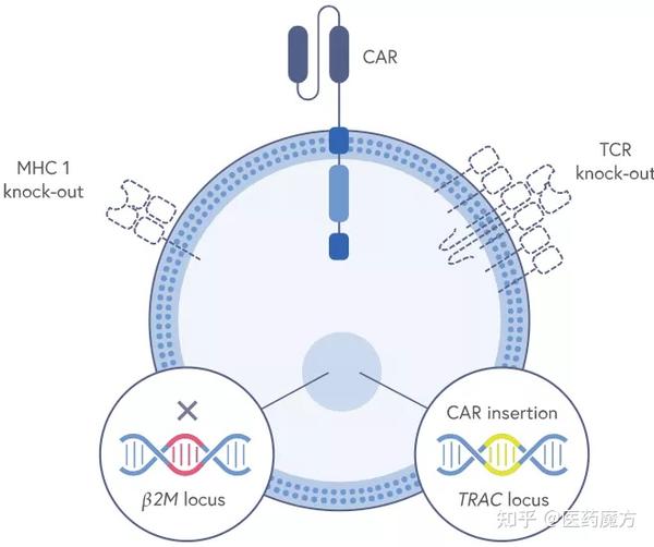 CRISPR Therapeutics同种异体CAR-T疗法I期结果积极：ORR达58%，安全性良好 - 知乎