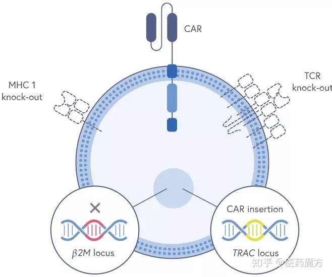 CRISPR Therapeutics同种异体CAR-T疗法I期结果积极：ORR达58%，安全性良好 - 知乎