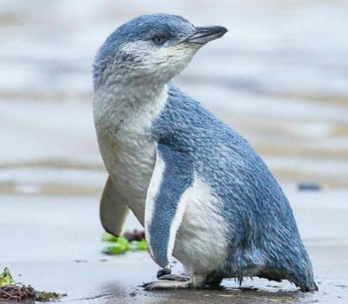 小蓝企鹅长相奇特的企鹅,体长60厘米,因眼睛上长有一簇长长的黄色羽毛
