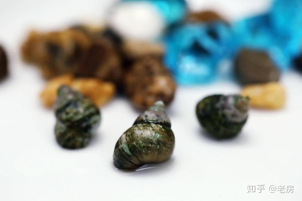 这里说下为什么加田螺,少量的田螺会食掉鱼缸里残留的杂质和粪便,起到