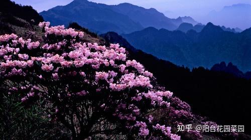 8种“昂贵花”,工薪族“舍不得”买,但是太好看,有钱要买个遍-比较贵的花材是什么花