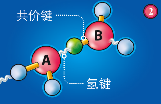 氢原子离b 的距离如此之近以至于它能舍弃电子,以质子的形式从a 运动