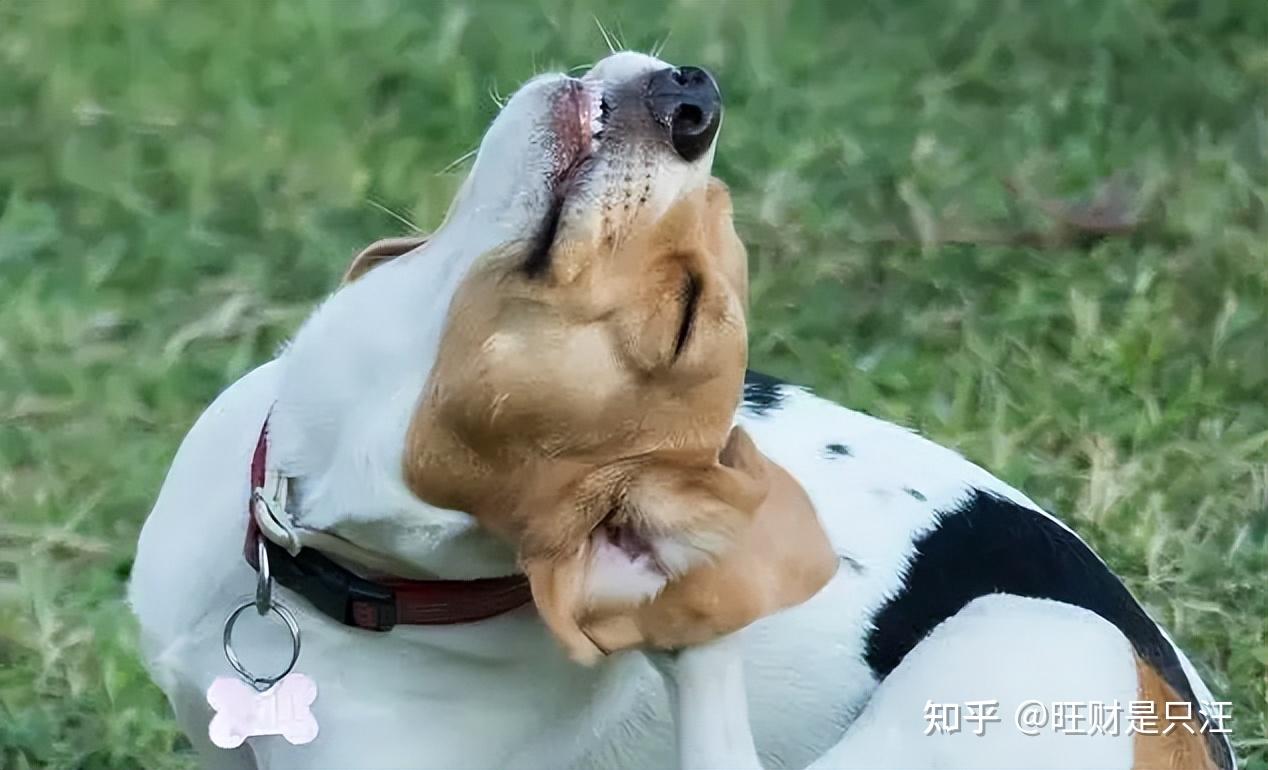 养狗多年,终于解开了,狗狗拉粑粑要转圈的秘密 - 知乎