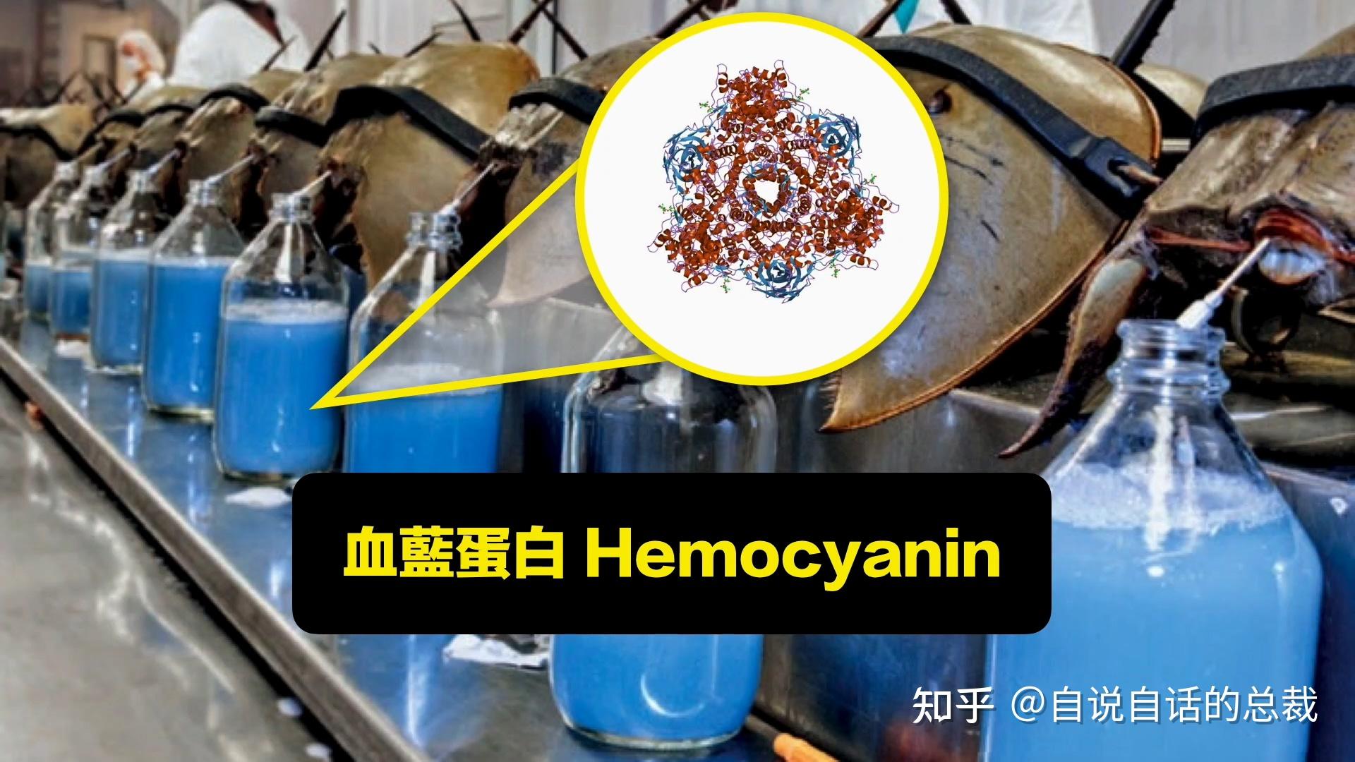 蛤蚶蛏蚝蚬有什么区别这是一群美味海怪与人类的故事