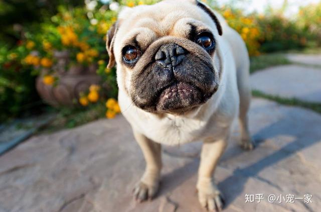 怎么看小狗能不能看家 v2-9b0f52074c8373c4fb56bb9e10de8e5d_r.jpg