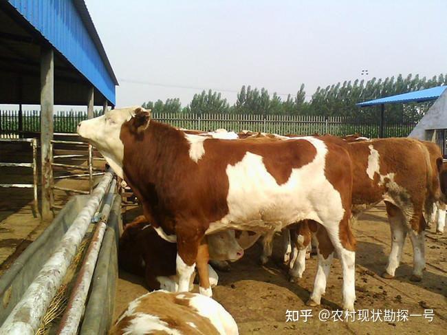 西门塔尔四代牛如何区分?