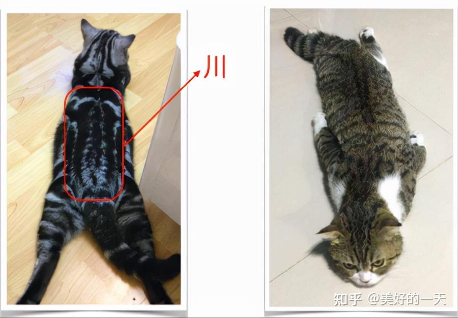 如何辨别“美短猫”和“狸花猫”?学会看这7点,就足够了! - 知乎