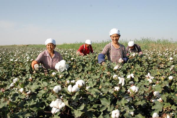 十多年前,我妈在新疆拾棉花