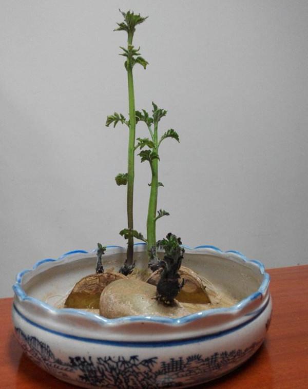 摆放位置:客厅,阳台发芽的土豆不要扔,水培起来也能营造小小的绿意