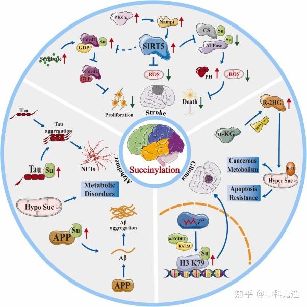 国自然热点:琥珀酰化修饰在中枢神经系统疾病中的作用 - 知乎