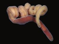 首度证实动物的再生记忆可被改写