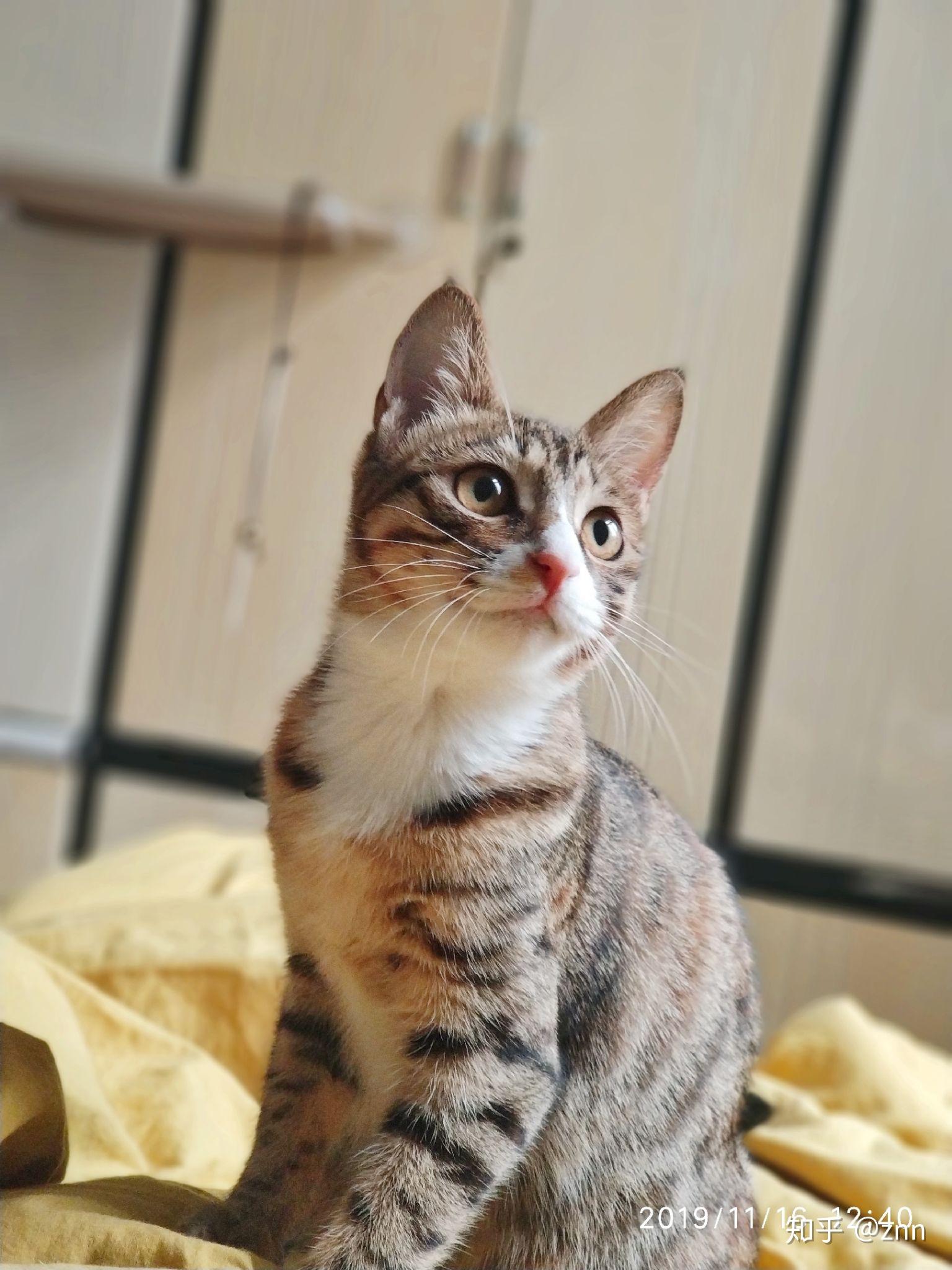 狸花猫可以漂亮到什么程度?