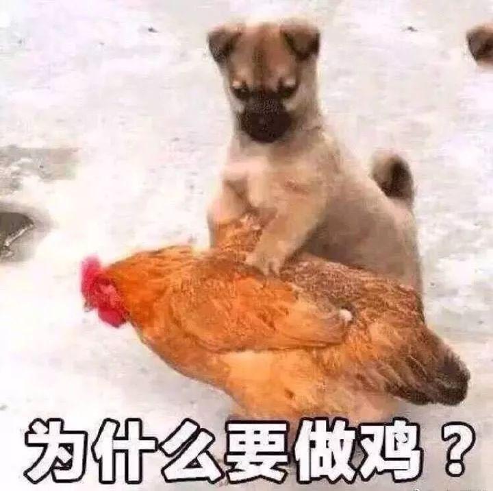 骚鸡表情包 - 知乎