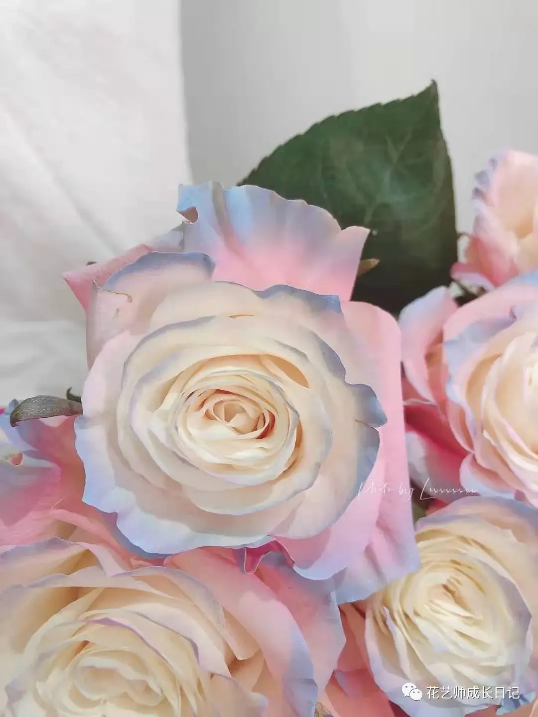 节日特辑vo1520应该收到的花花北极光玫瑰必须有姓名