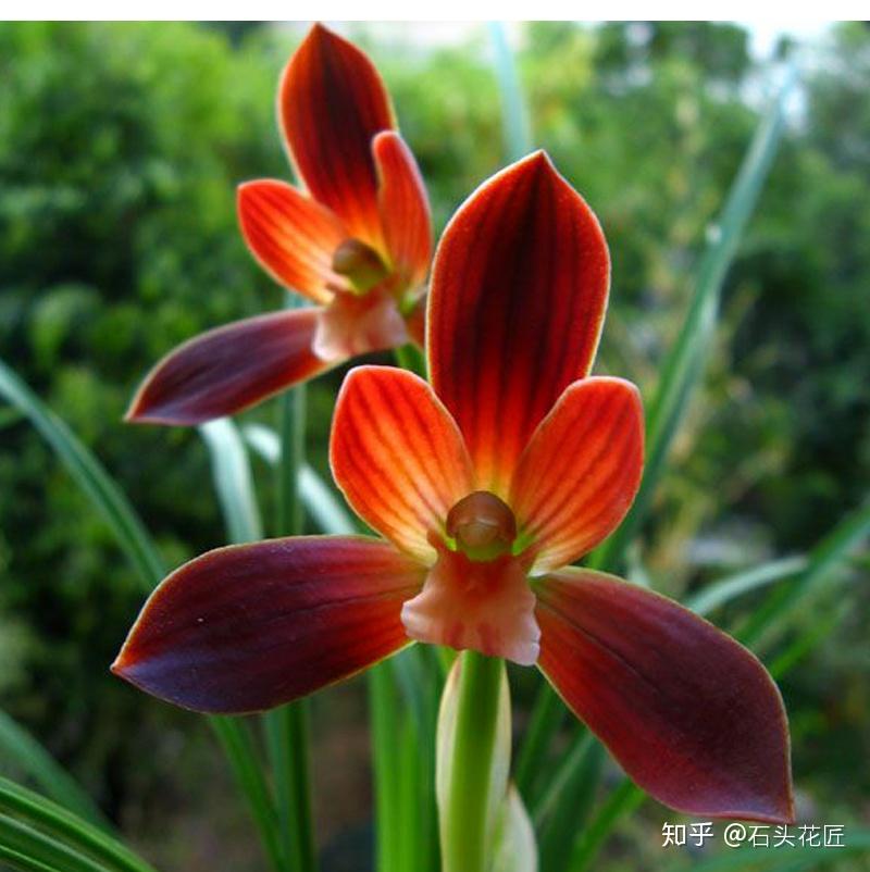 在山里挖的野草，多次获得兰花“金奖”，誉为：中国兰花第一红- 知乎