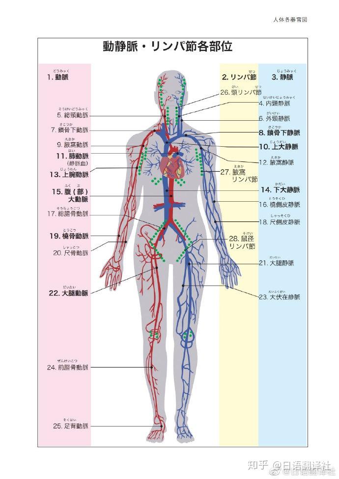 人體器官日語單詞總結 - 知乎