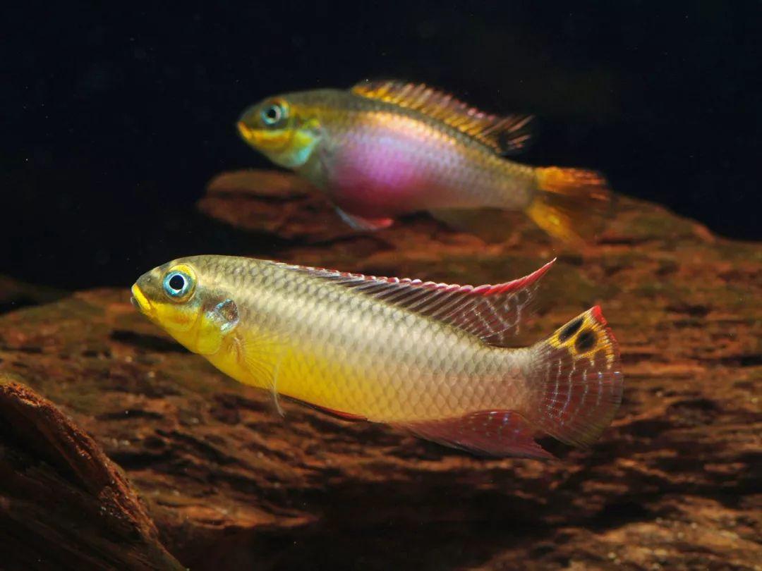 西非短鲷引进国内数量稀少价格贵一特点拉高颜值