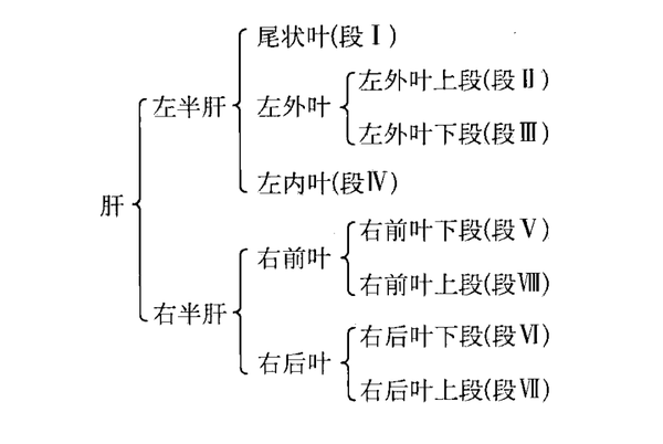 肝脏的五叶八段中文图图片