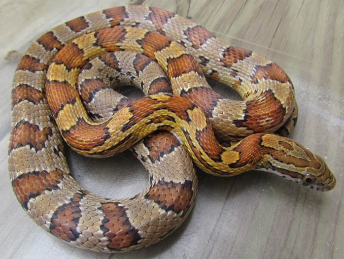 产地个体的野生型品系