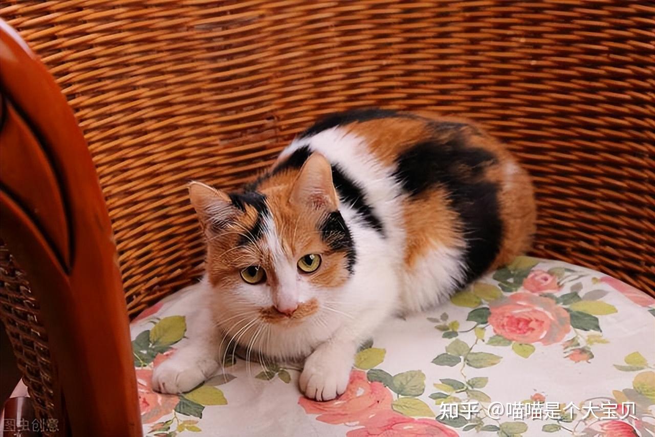 "三花猫"弃养率为什么这么高?网友:不敢再养了