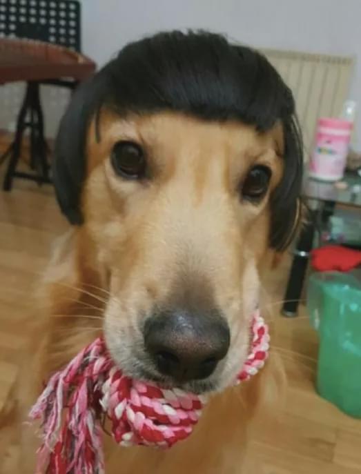 金毛戴上假发神似黄渤,网友:就…挺秃然的