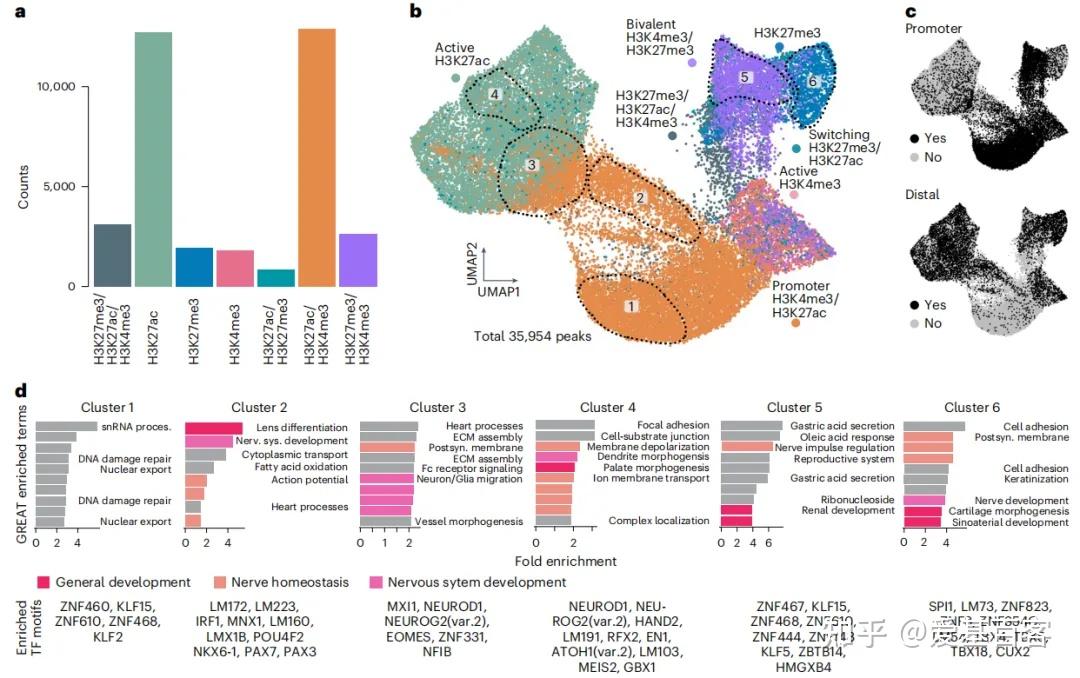Nature Neu | 单细胞CUT&Tag+单细胞RNA-seq+类器官解析发育动态过程的表观遗传机制 - 知乎