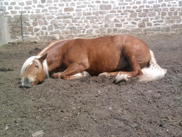 马站着睡觉趴着图片