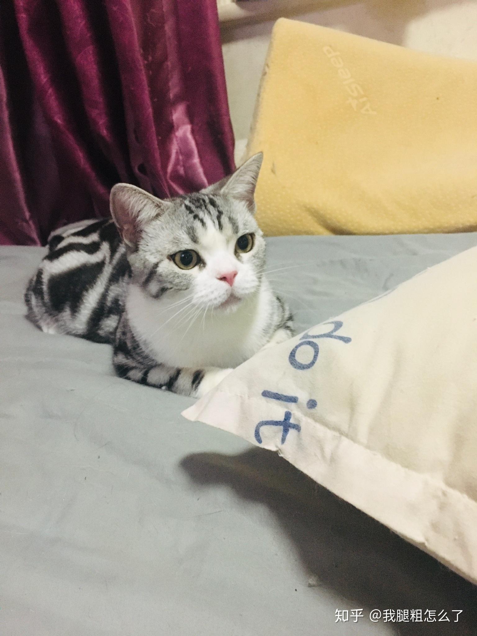 七七是折耳猫吗 v2-9b6773ee47692651cb2ad2f43d0e0299_r.jpg