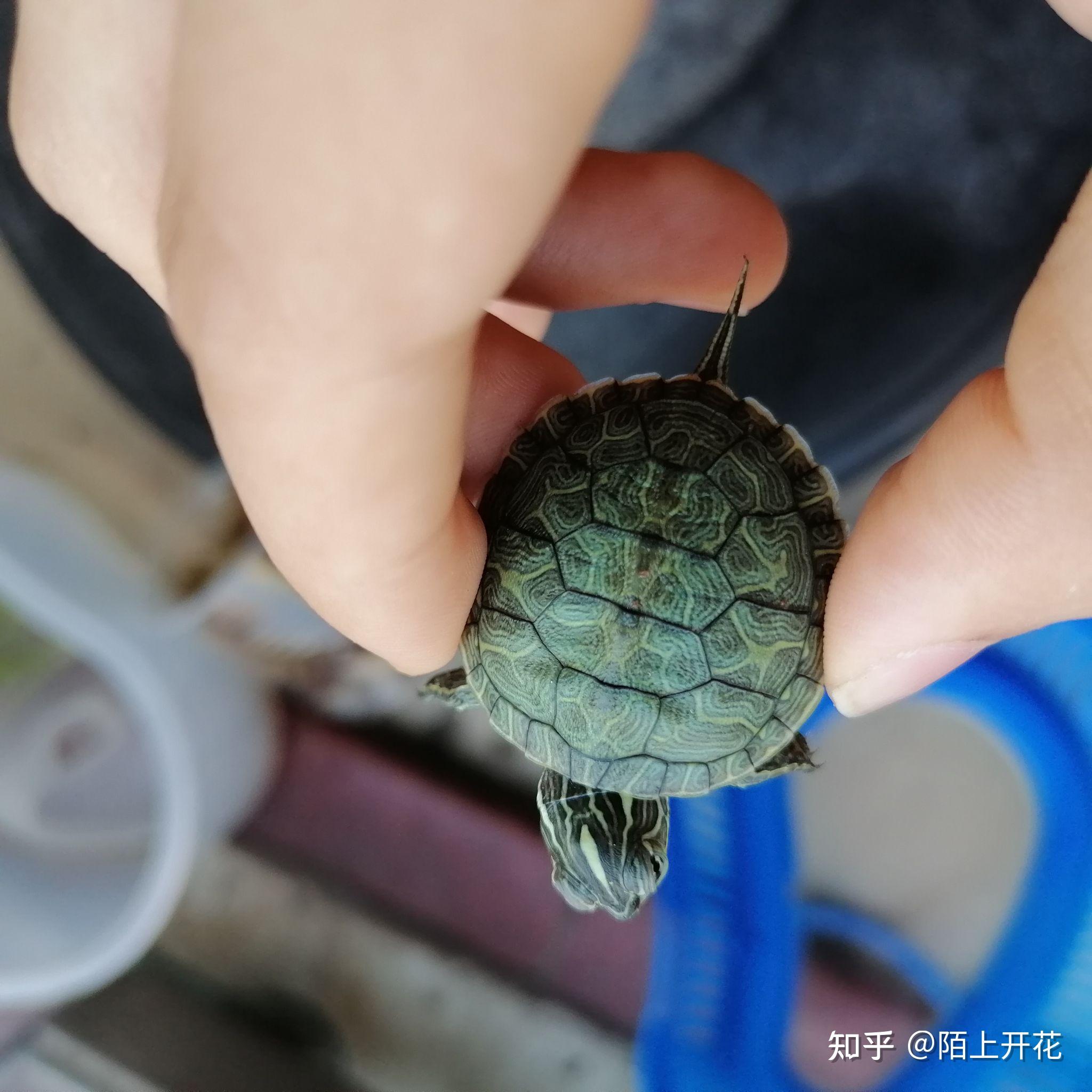 这是什么龟一开始卖家说是黄耳然后又问说是蓝巴西