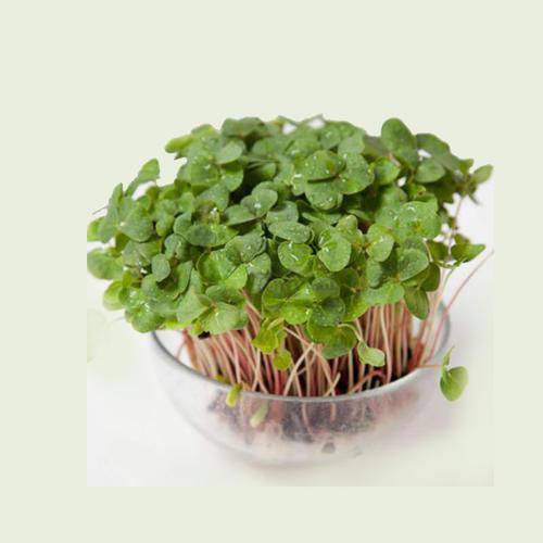 甜荞麦芽苗菜的营养价值和吃法